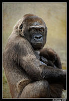gorilla 4424.jpg