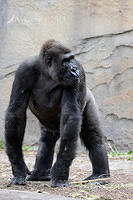 gorilla 6405.jpg