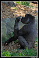 gorilla0104.jpg