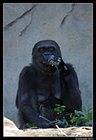 gorilla0106.jpg