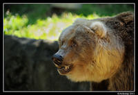 grizzly bear0108.jpg