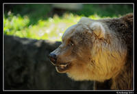 grizzly bear0109.jpg