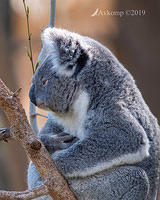 koala 1535