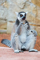 lemur 11904.jpg