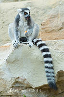 lemur 11926.jpg
