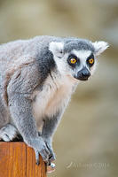 lemur 11942.jpg