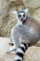 lemur 11943.jpg