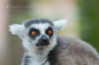 lemur 11981.jpg