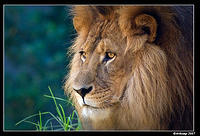 lion 431.jpg
