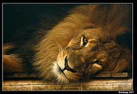 lion 450.jpg