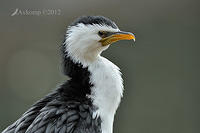 little pied cormorant2903.jpg