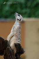 meerkat 6270.jpg