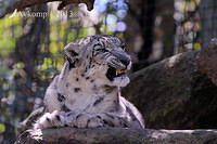 snow leopard 5853.jpg