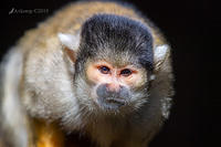 squirrel monkey 1206