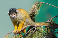 squirrel monkey 1570