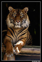 sumatran tiger 460.jpg