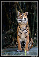 tiger  1313.jpg