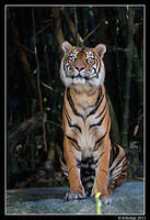 tiger  1314.jpg