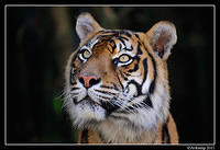 tiger  1316.jpg