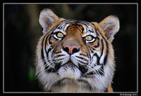 tiger  1317.jpg