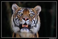 tiger  1321.jpg