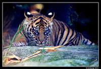 tiger  1326.jpg