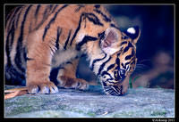 tiger  1328.jpg
