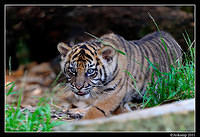 tiger  1359.jpg
