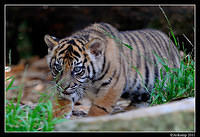 tiger  1362.jpg