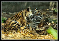 tiger  1367.jpg