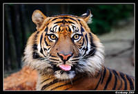 tiger 4429.jpg