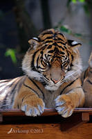 tiger 5882.jpg