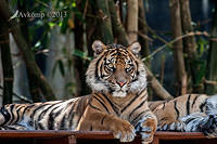 tiger 5890.jpg
