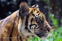 tiger 5896.jpg