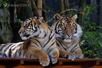tiger 5898.jpg