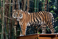 tiger 5899.jpg