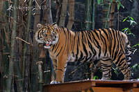tiger 5900.jpg