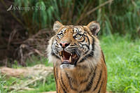 tiger 6323.jpg