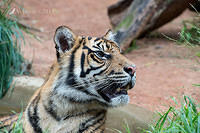 tiger 6333.jpg