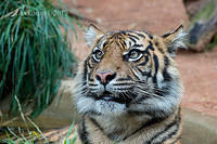 tiger 6334.jpg