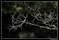 azure kingfisher 0386.jpg