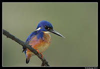 azure kingfisher 0397.jpg