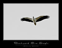 backyard eagle 1489 copy.jpg