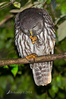 barking owl 13780.jpg