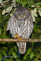 barking owl 13807.jpg