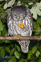 barking owl 13812.jpg