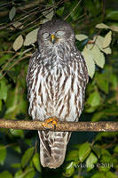 barking owl 13818.jpg