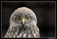 barking owl 1616.jpg