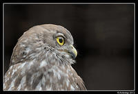 barking owl 1617.jpg