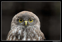 barking owl 1620.jpg